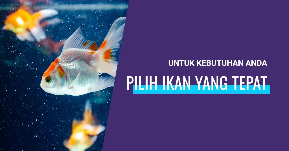 Tips Menjaga Ikan Hias Tetap Sehat saat Musim Pancaroba