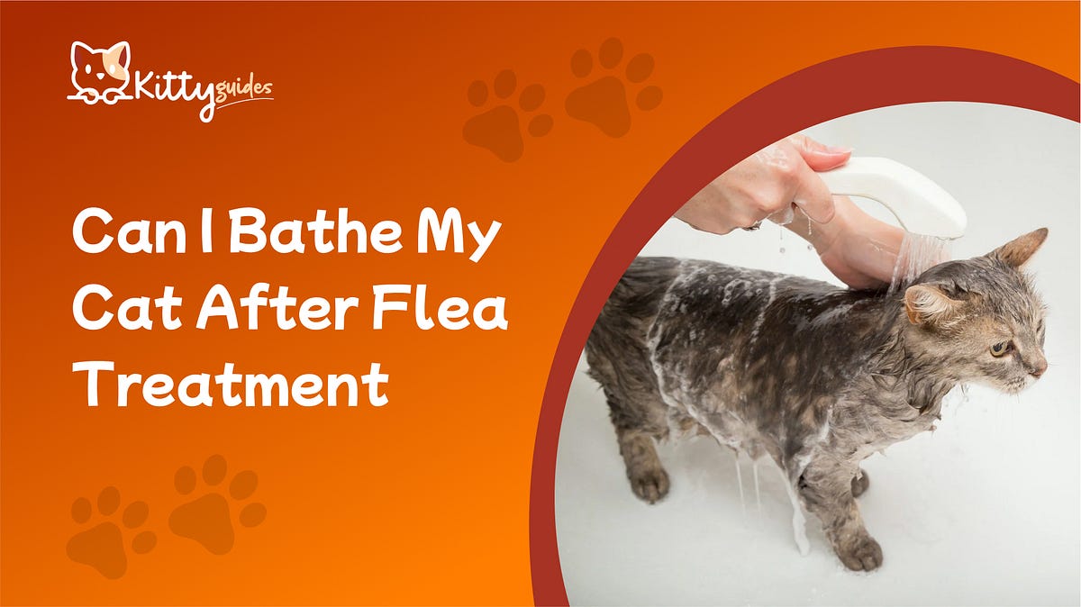 Can I Bathe My Cat After Flea Treatment Safe Steps & Tips by Mamun
