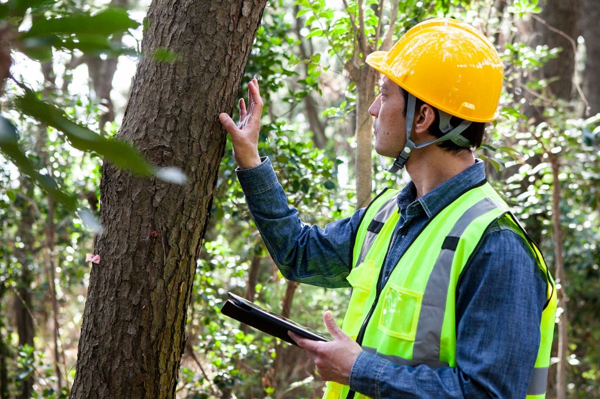 Your Guide to Tree Health Assessments What You Need to Know by tree