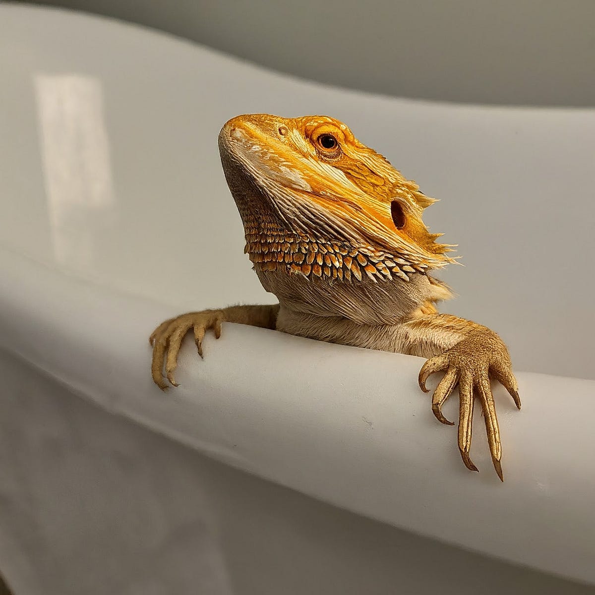 Can I Bathe My Bearded Dragon While It’s Shedding? Medium