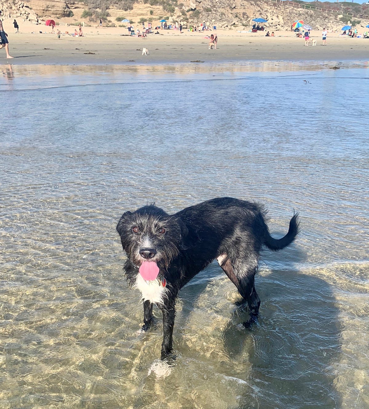 Musings of a Super Mutt (Chapter 7) | by Noah Taft | Mar, 2024 | Medium