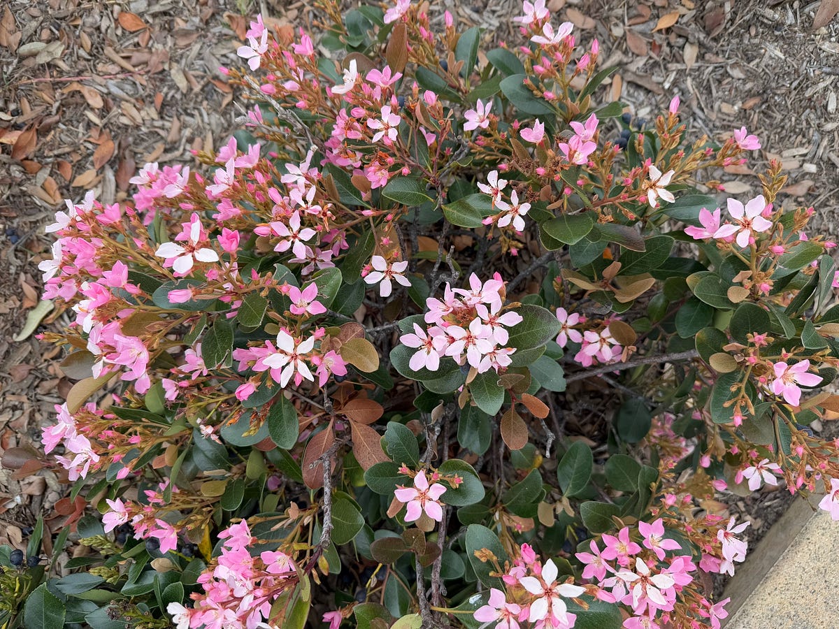 Spring Walk Flower Power Spring Walk. Plants are blooming | by Dr. Seema Patel (PhD) | The Daily ...