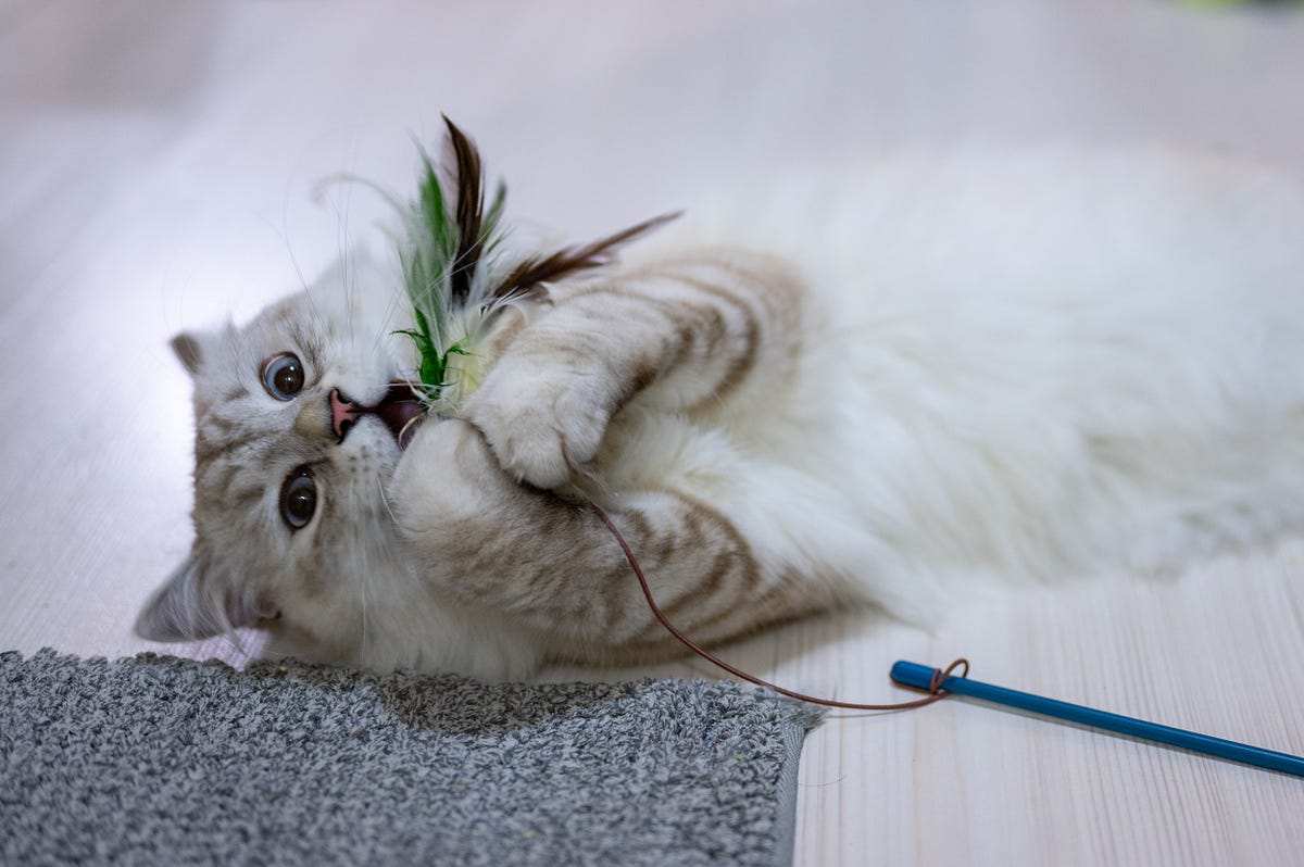 Benefits of playing with your cat by Rishi Gujar Medium