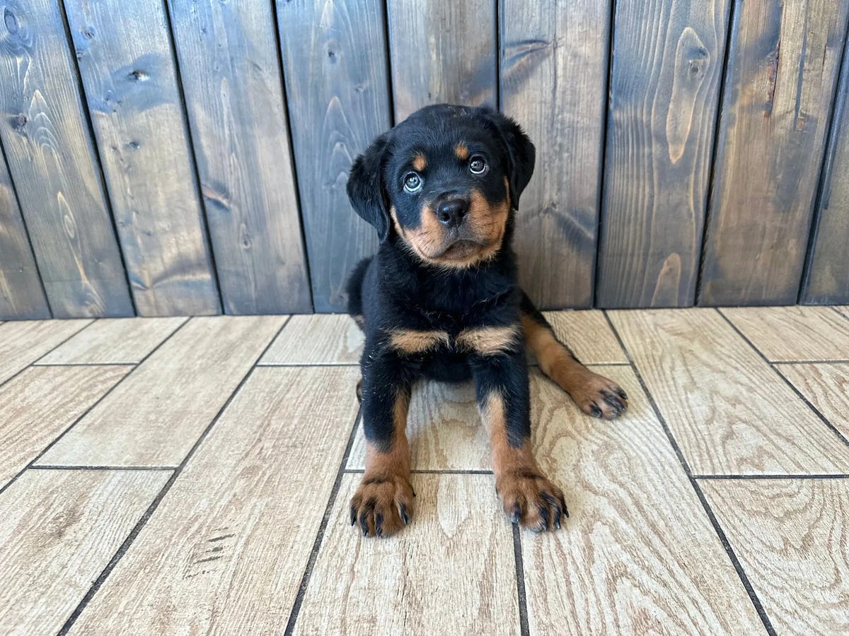 Adopt Rottweiler Puppies For Sale in New York A Joyful Journey Westchester Puppies & Kittens