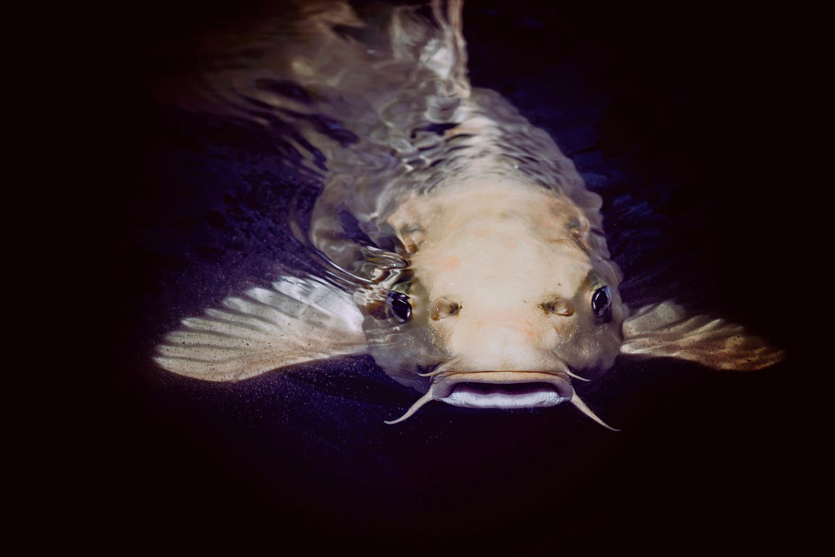 My Sister Turns Into a Fish. My two sisters and I were on a… | by ...