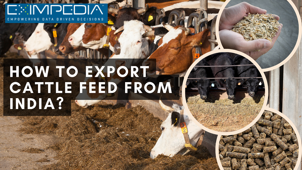 How to Export Cattle Feed from India? by Eximpedia Jun, 2024 Medium