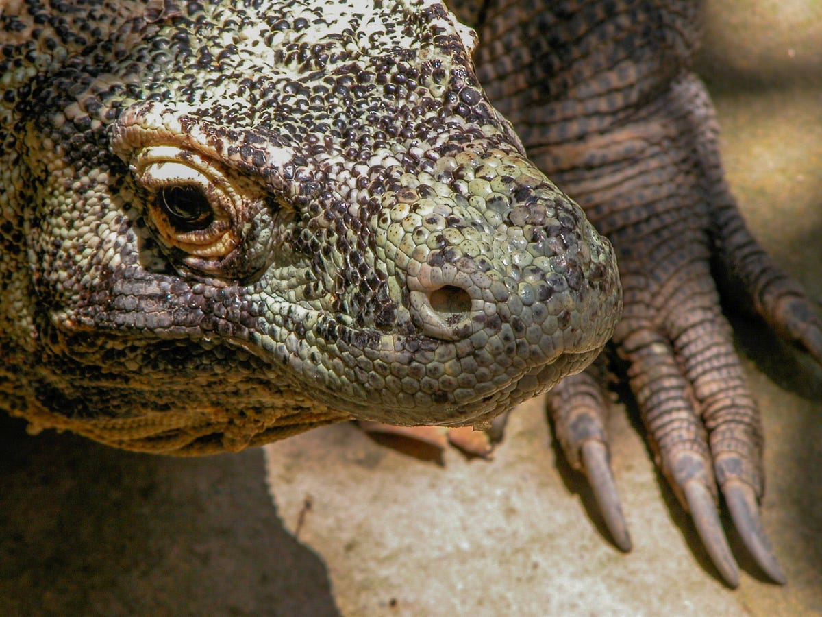 My first Komodo dragon. I photographed this 5 or 6 foot long… | by Nina  Bataller | Medium