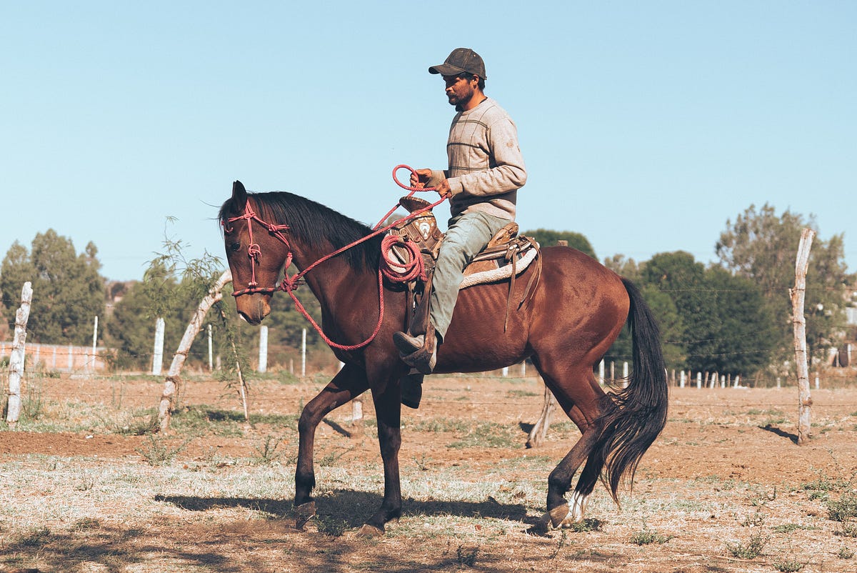 A Few Basic Horse Handling Tips by Tamblyn Borton Medium