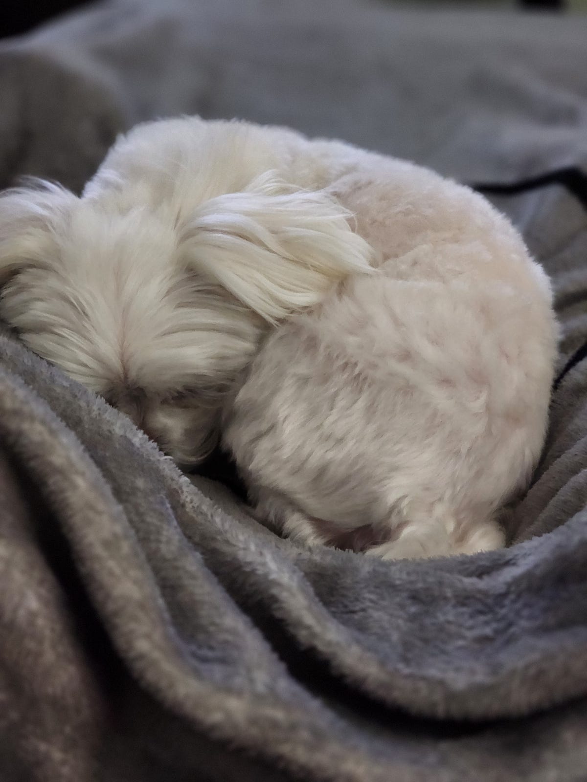 Dog Days of Spring, Summer, Fall, and Winter | by Tfwadewrite | Medium