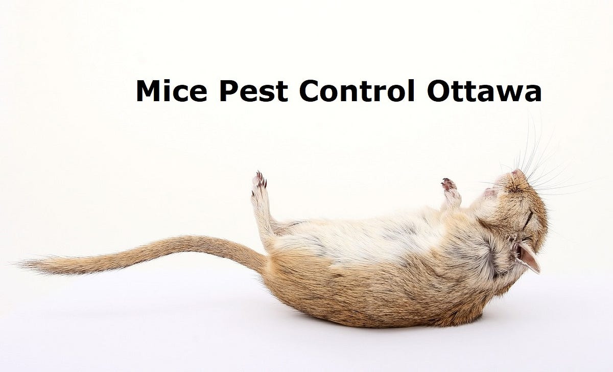 Why Restaurants Attract Mice in Kitchen and How to Deal with it by