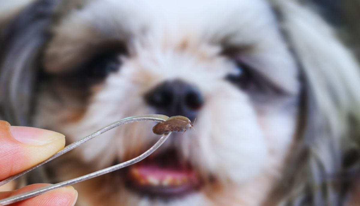 7 Maneiras de Eliminar Pulgas e Carrapatos em Cães (Sem Gastar Muito!)