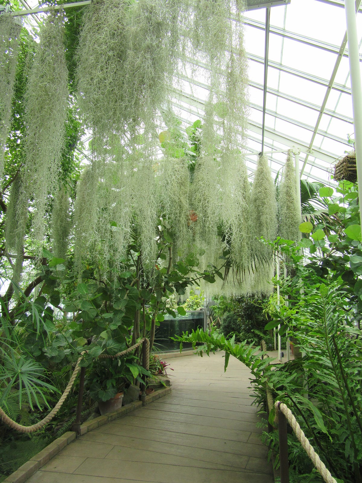 Weird! Plants That Do Not Need Soil! by Carol Labuzzetta, MS Medium