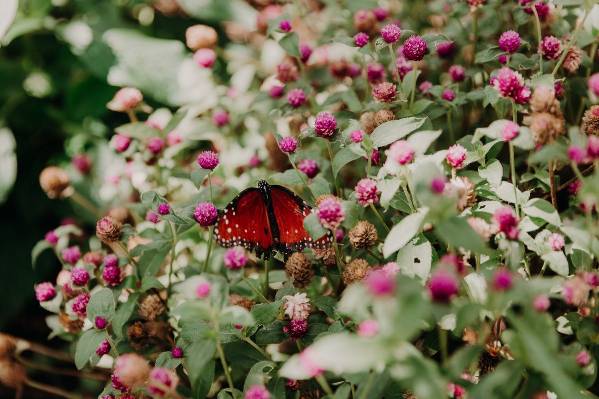 Why is autumn the best season for reflection? by Dara Laine Murray