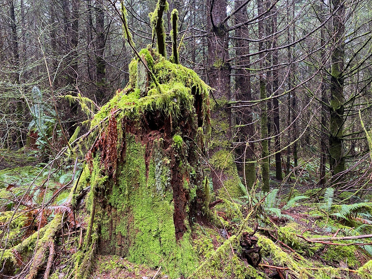Thick Air and Green For Miles —Life Abounds In Canada's Rainforest