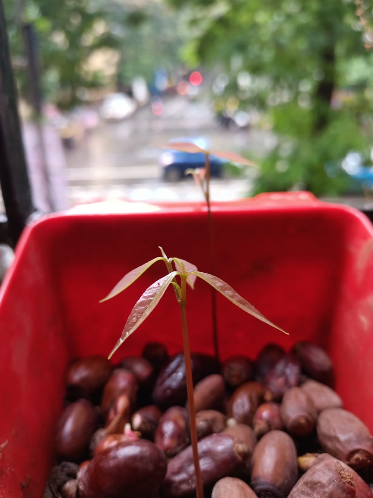 The Litchi Tree & Good Old Days. Lychee or Litchi, the latter being the… by Pallavi Arora Medium