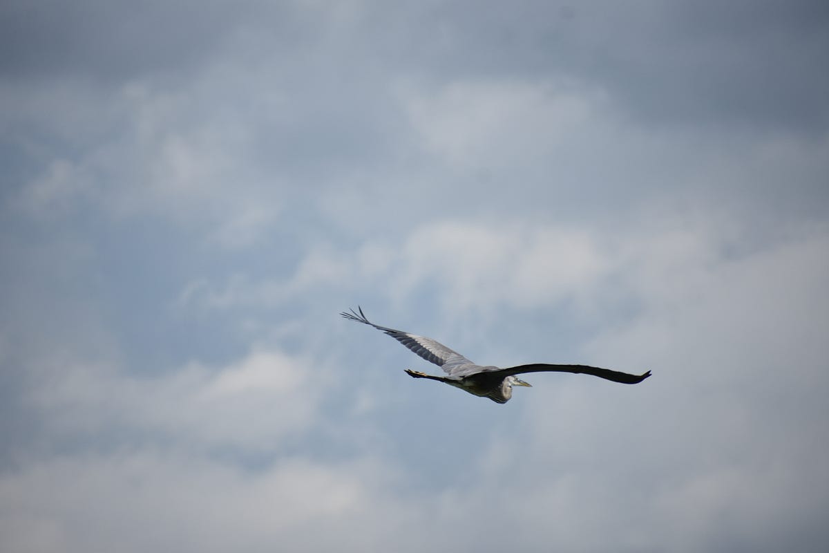 What If All The Birds Disappeared? by Jacqueline Dooley Medium