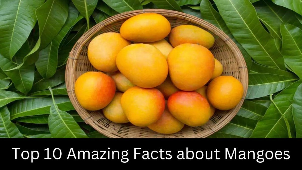 Amazing Facts about Mangoes — Facts Plant | by Fact Zone | Medium