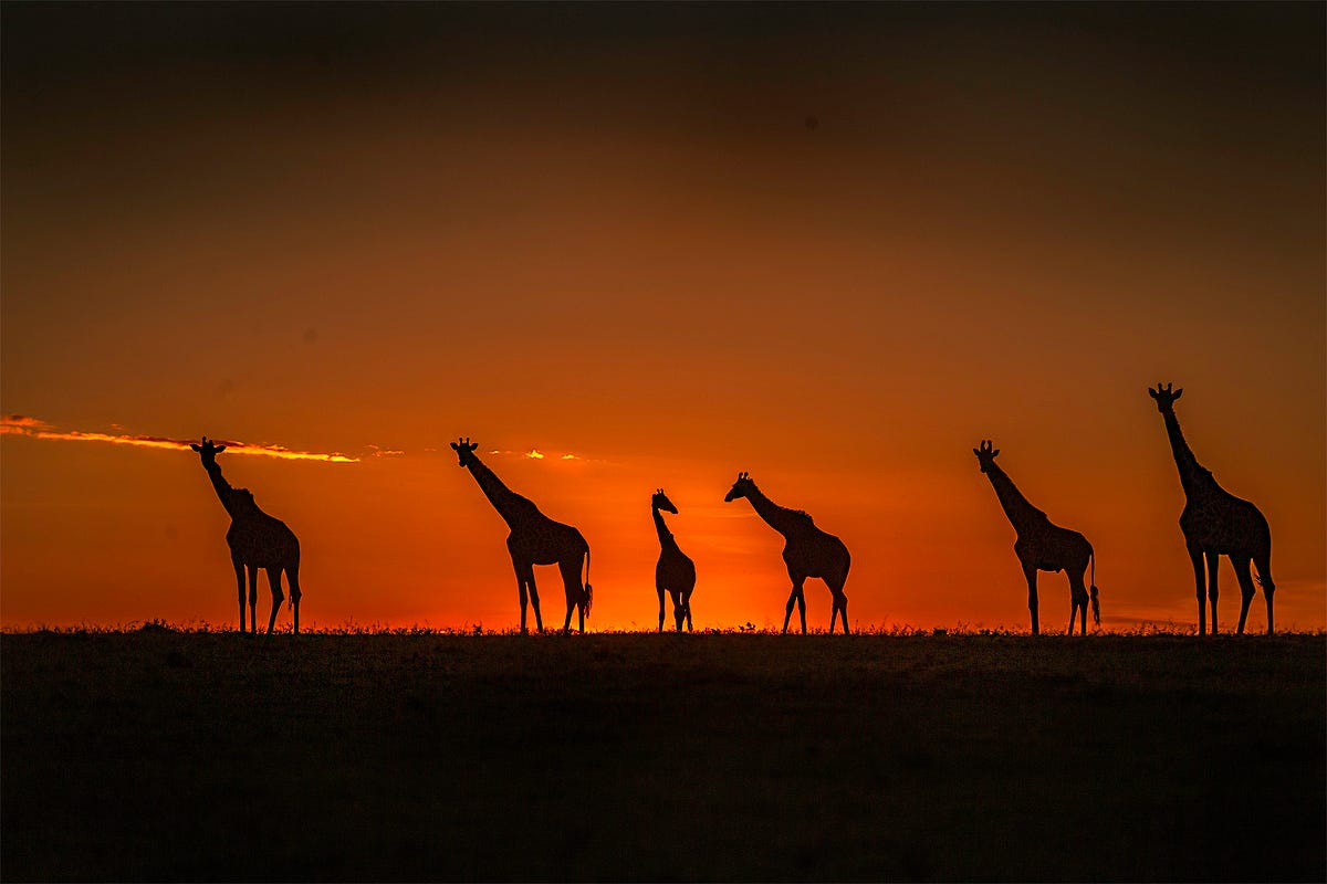 Top Kenya Destinations Discover the Best Places to Visit in Kenya by