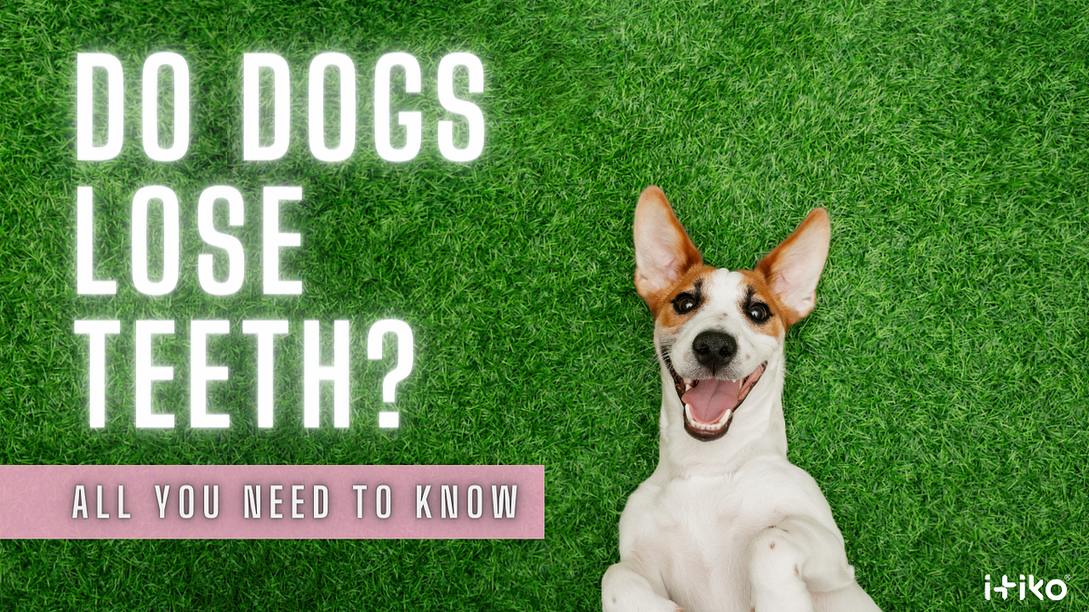Do Dogs Lose Teeth? All You Need to Know by Itiko Delightful