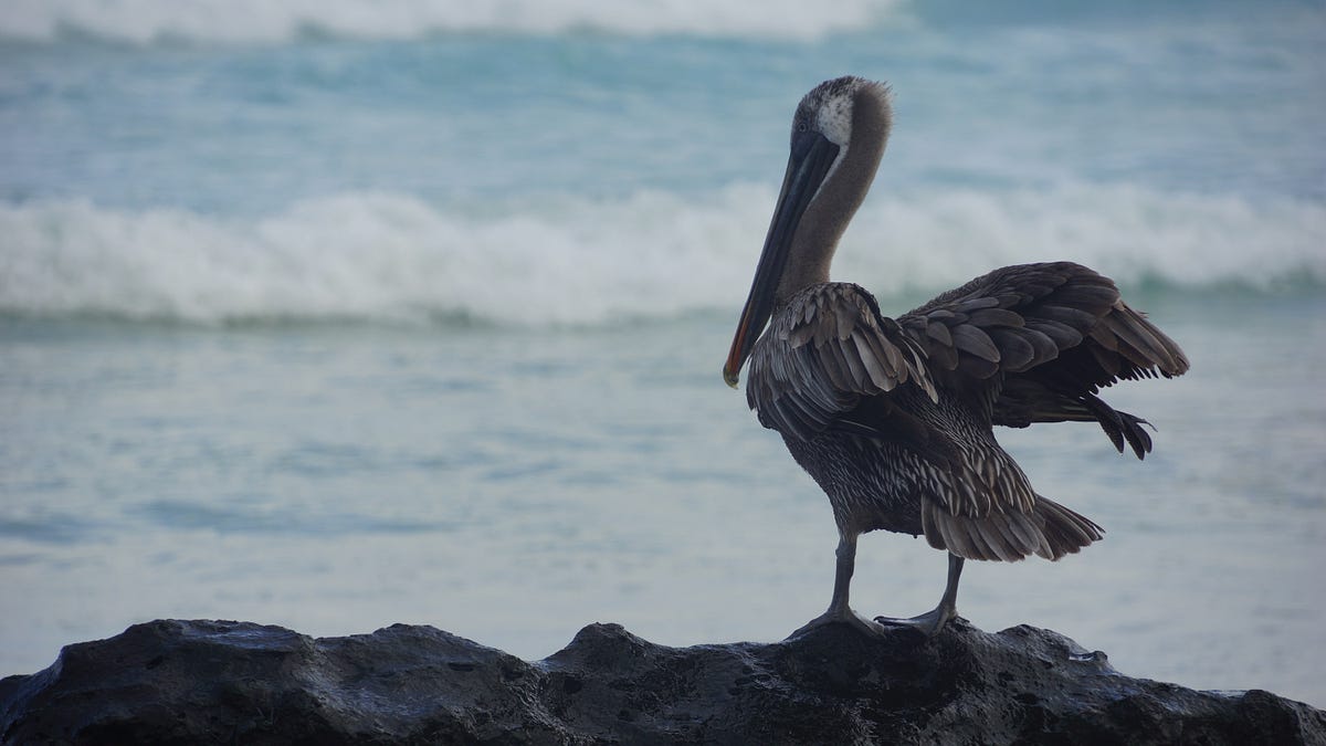 The Galapagos, Single Mothers, and Fried Empanadas | by Greyson Ferguson | Rooted | Sep, 2024 | Medium The Galapagos, Single... 