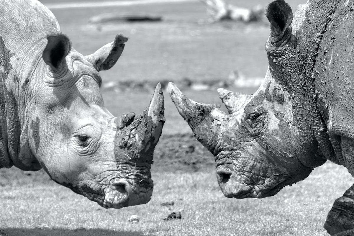 The Economics of Trophy Hunting. Is it ecologically sustainable? How