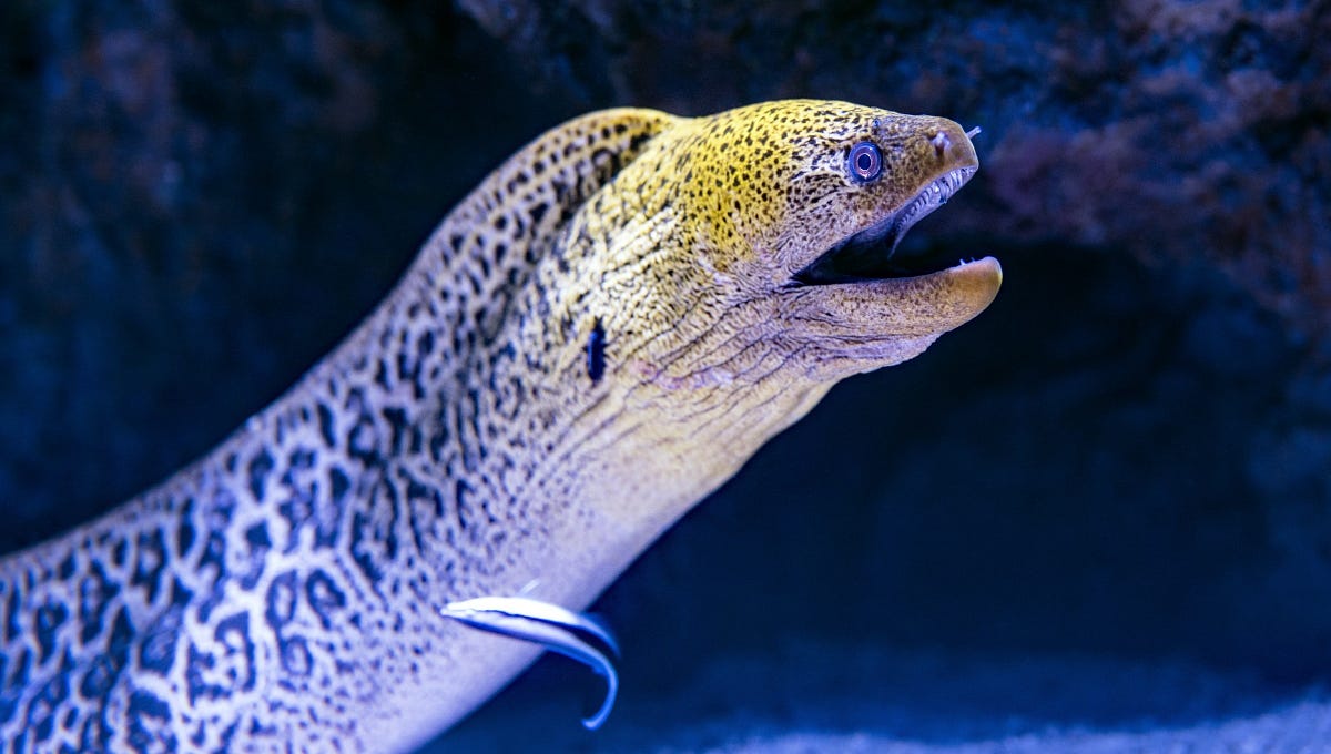 Building Modern and Lightweight NLP Python Interfaces with HTML | by ...