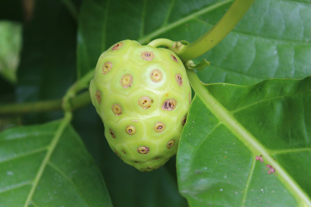 Noni leaves and it health benefits by Salem"s Choice Medium