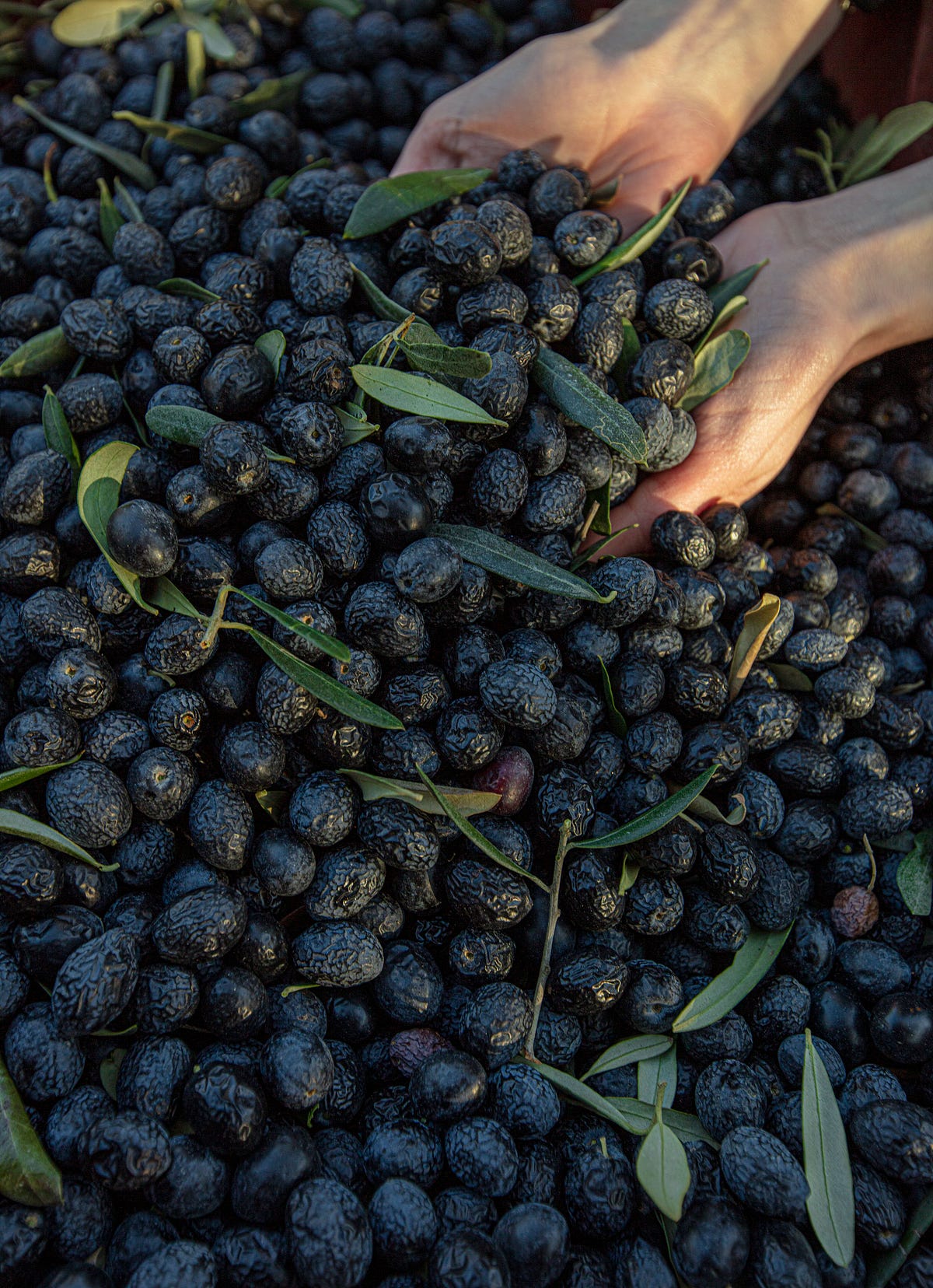 Benefits of Extra Virgin Olive Oil by Savory Olive Oil Food
