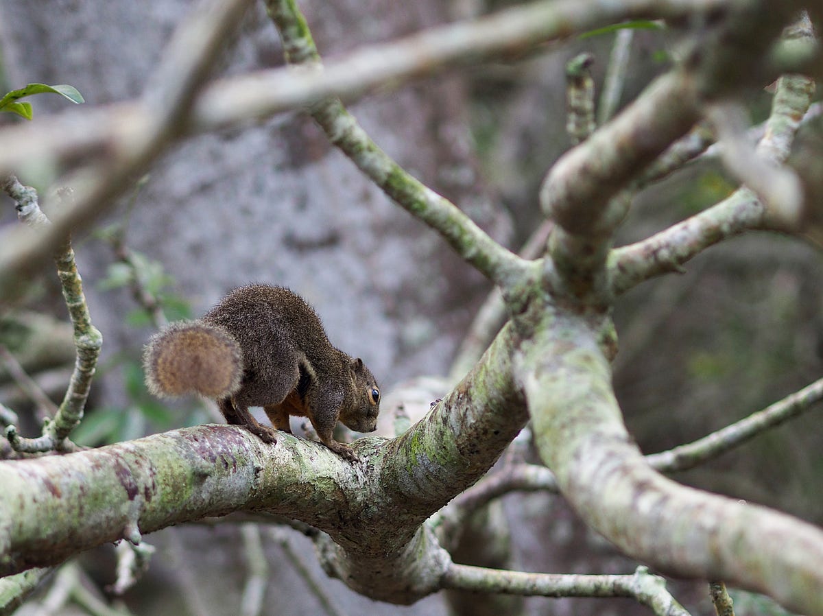 Photo Journal Plantain squirrels at Singapore Botanic Gardens by
