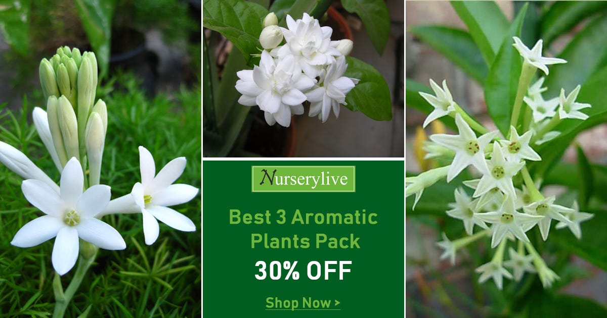 Top 10 Fragrance Plants that makes your Day Refreshing and Fresh by