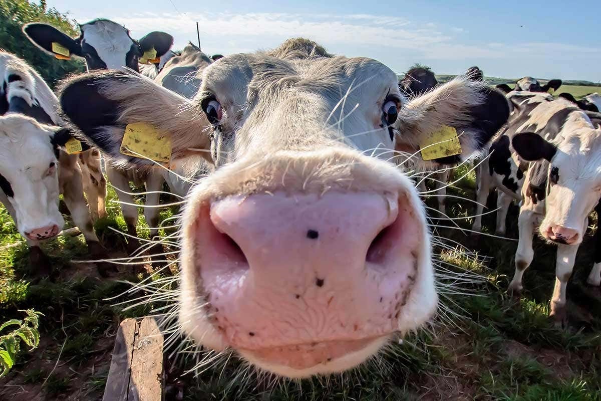 Episode 28 — Cow Farts — Methane is a Natural Gas — Unintended Consequences — Chapter 9 part 5