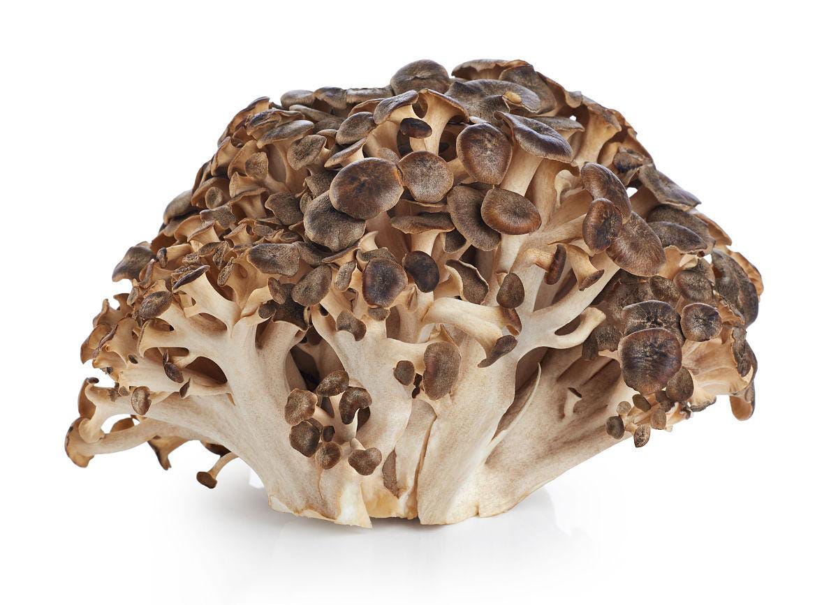 Maitake Magic Unveiling the Potent Health Benefits of Mushroom Extract