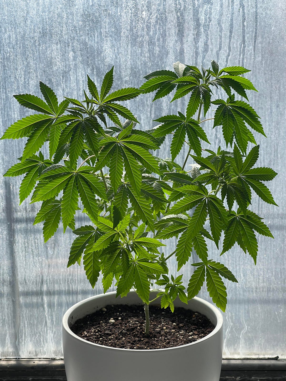 Beginner’s Guide to Growing Cannabis: A Step-by-Step Tutorial | by Tina