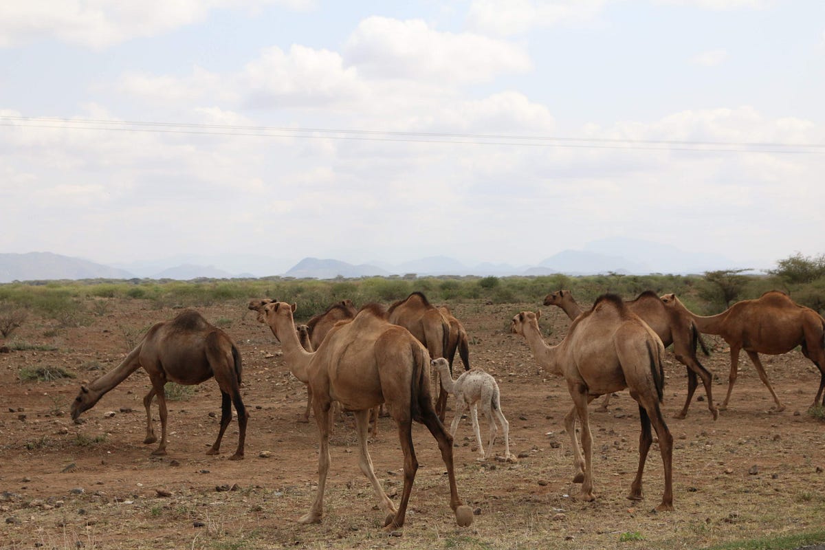 Camel case. Camel Case and other.