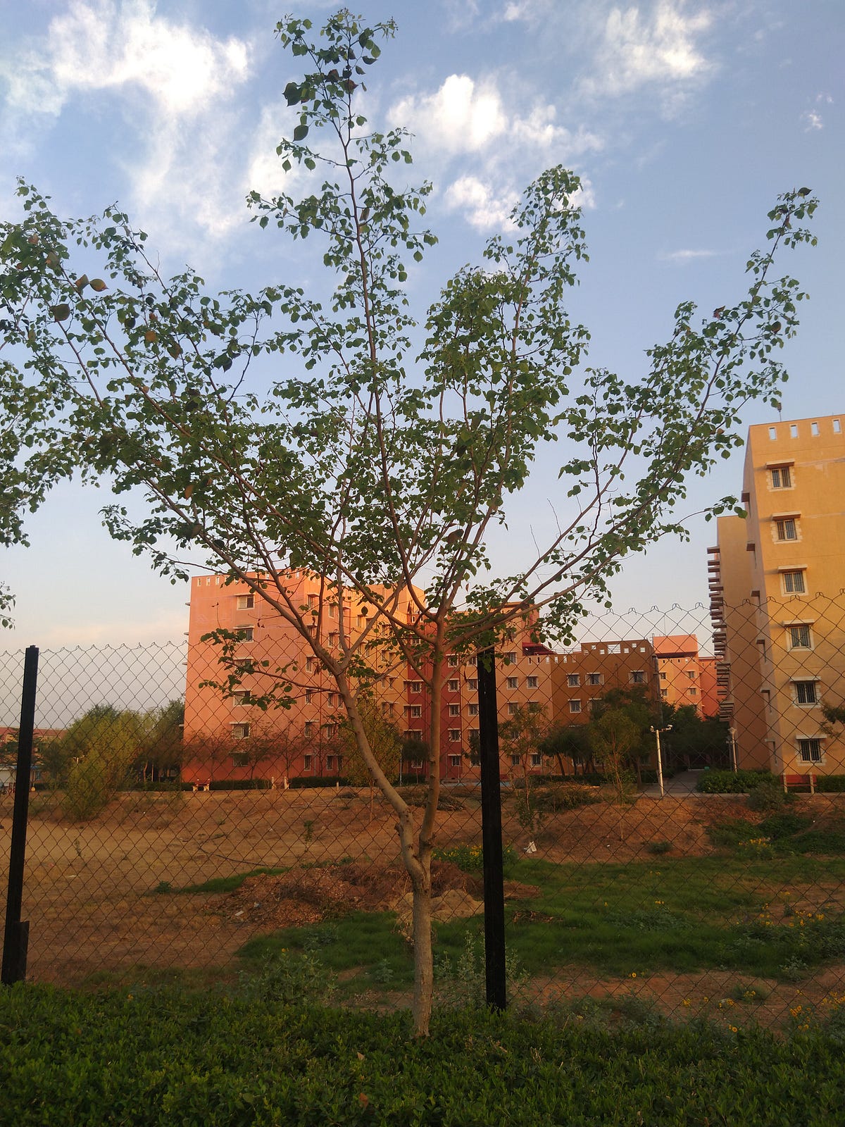 Sheesham, North Indian Rosewood. What is Sheesham wood? by Landscape