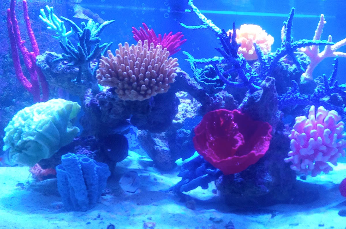 Decorate your Aquarium with Beautiful Artificial Coral and Reefs, by  Living Color Aquariums