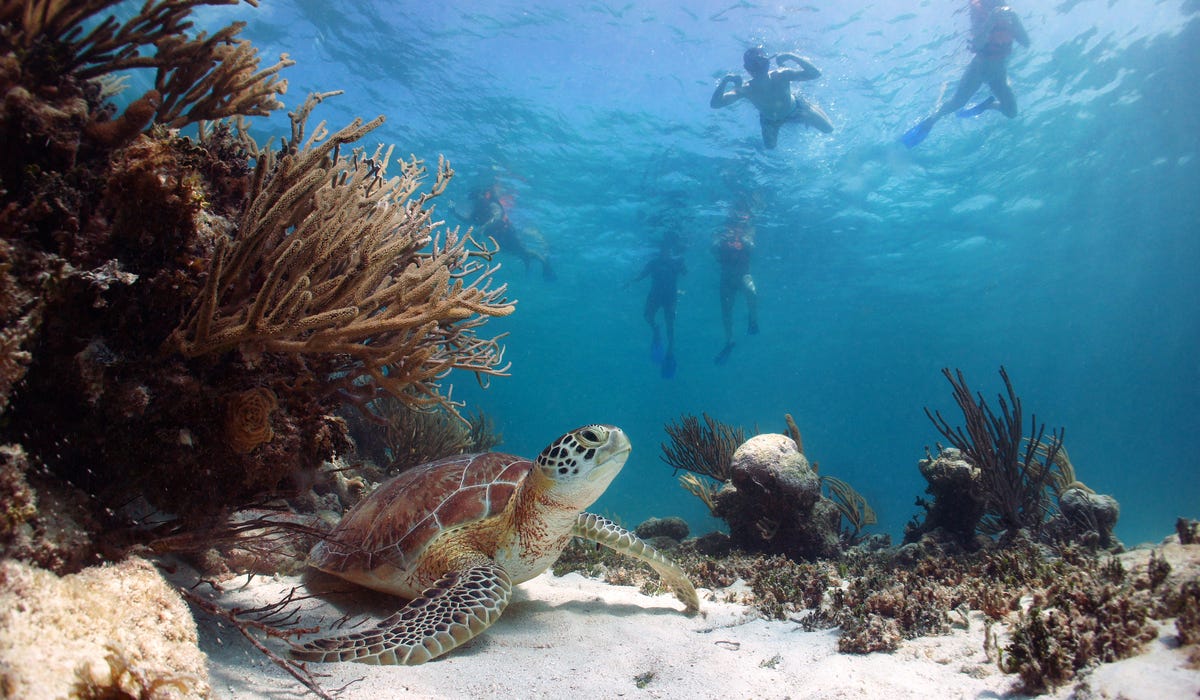 Snorkeled