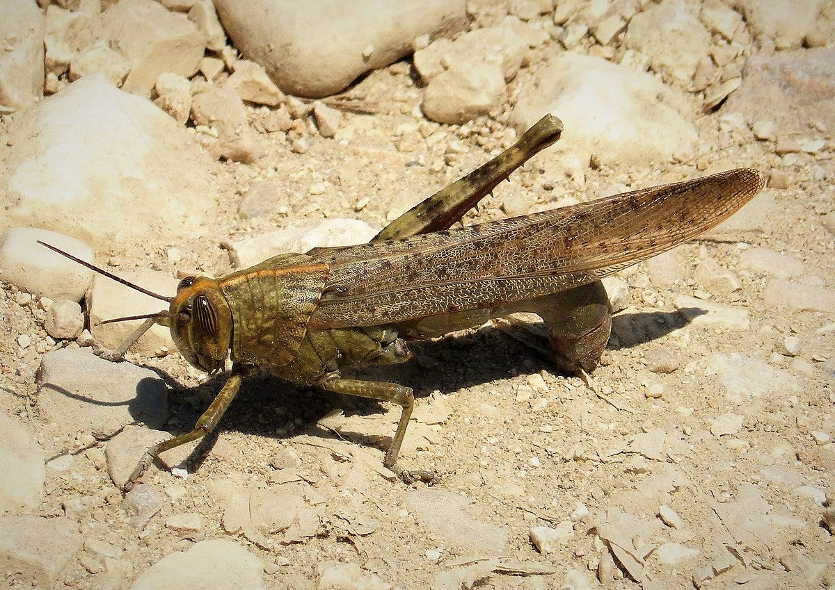Locust ovipositors inspire the next generation of digging robots | by ...
