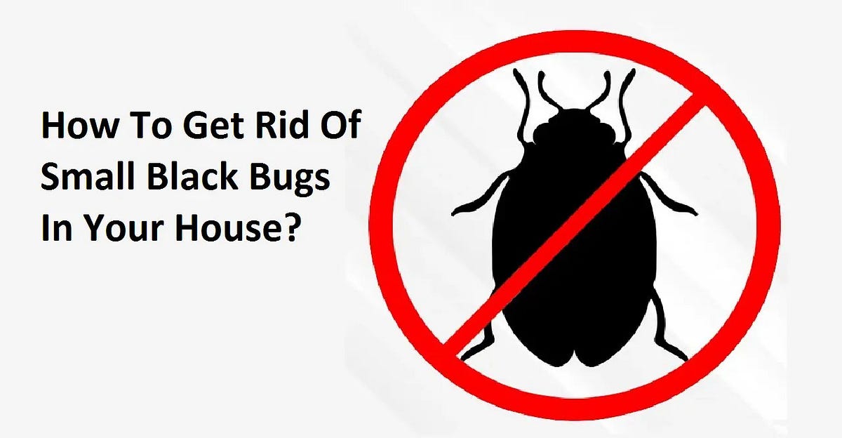 Dont Let These 1Mm Black Bugs Ruin Your Day Easy Solutions - 7o6u8hu