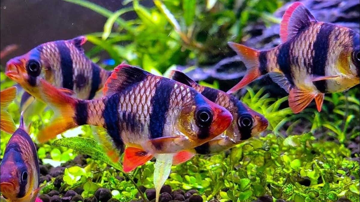 Rekomendasi Ikan Hias Terbaik untuk Akuarium