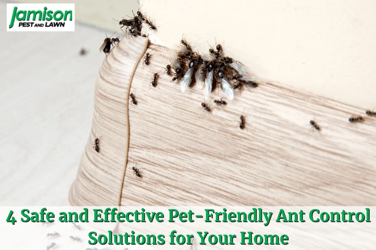 4 Safe And Effective PetFriendly Ant Control Solutions Jamison Pest