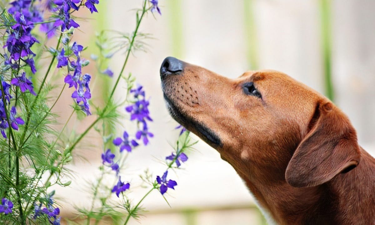 Why Dogs Sniff Humans Private Parts? by Umme salma Medium