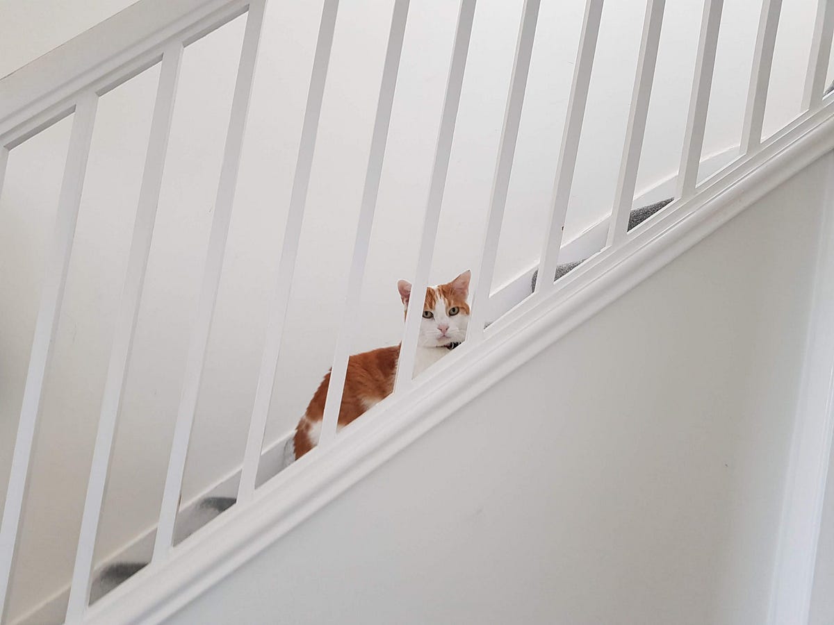 How My Cat Keeps Me Accountable (Meowing Me to Write) by Tai