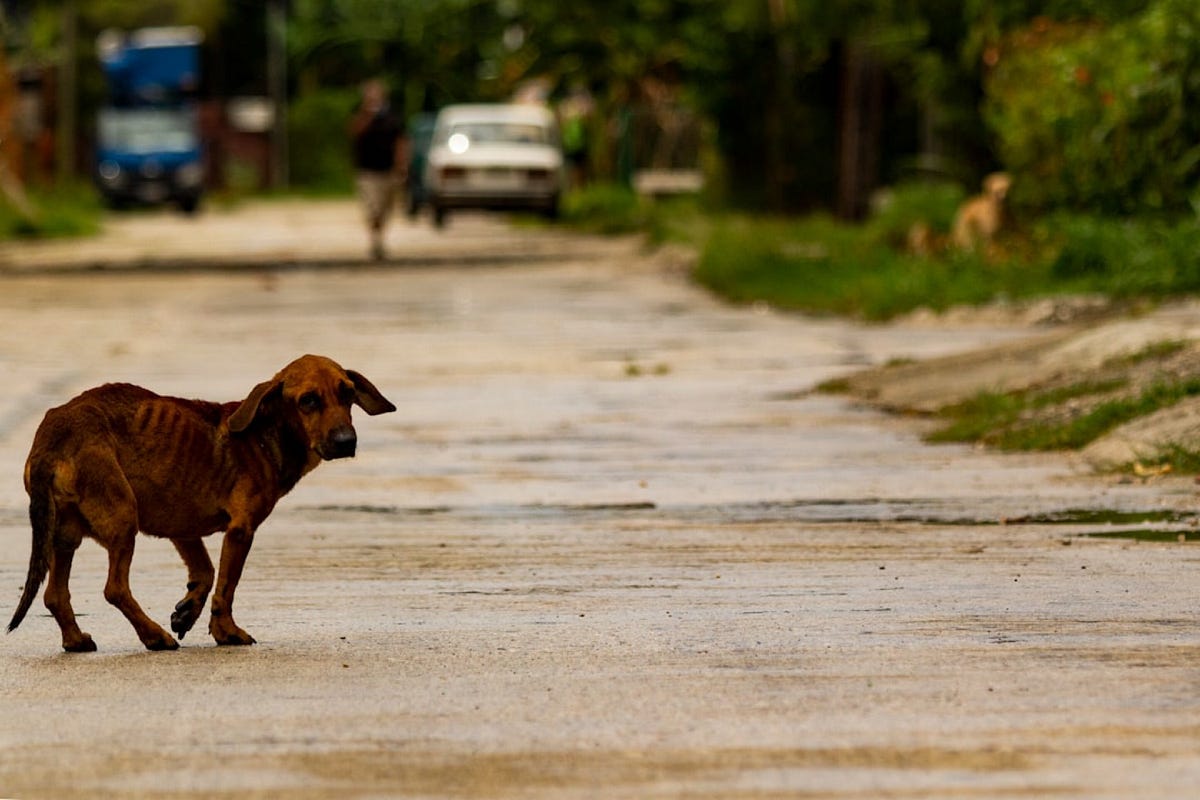 My Soul Dog. The dog meant for you will find you | by Corinne Ryan