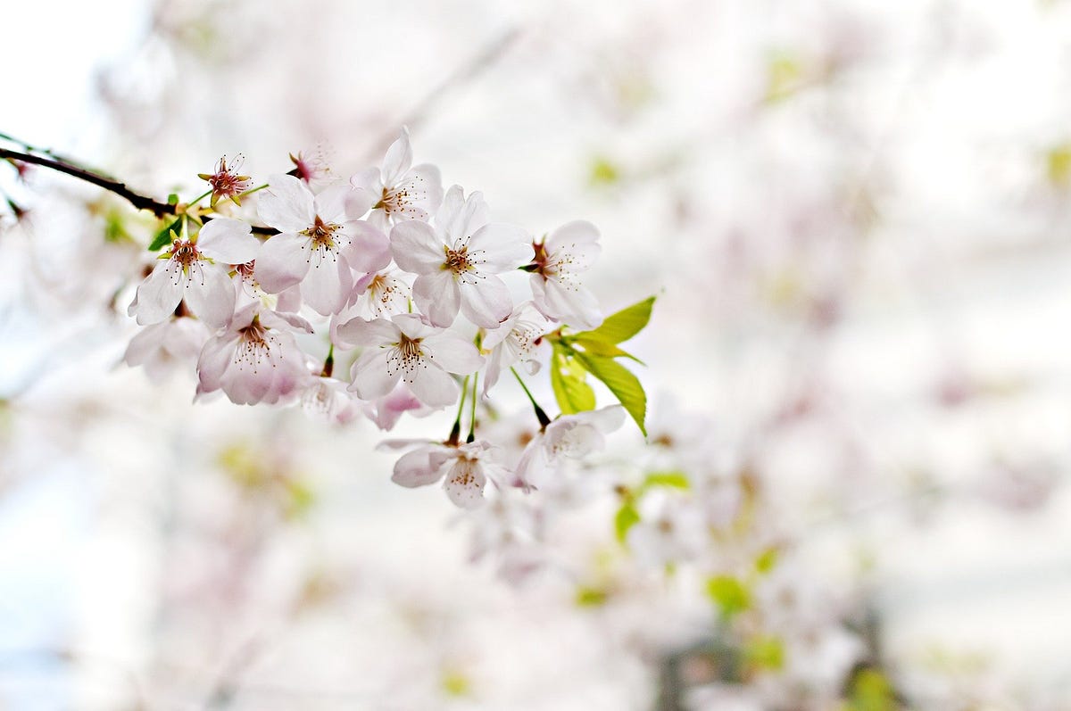 Life in 4 Seasons. Spring — Summer — Autumn — Winter | by Annick ...