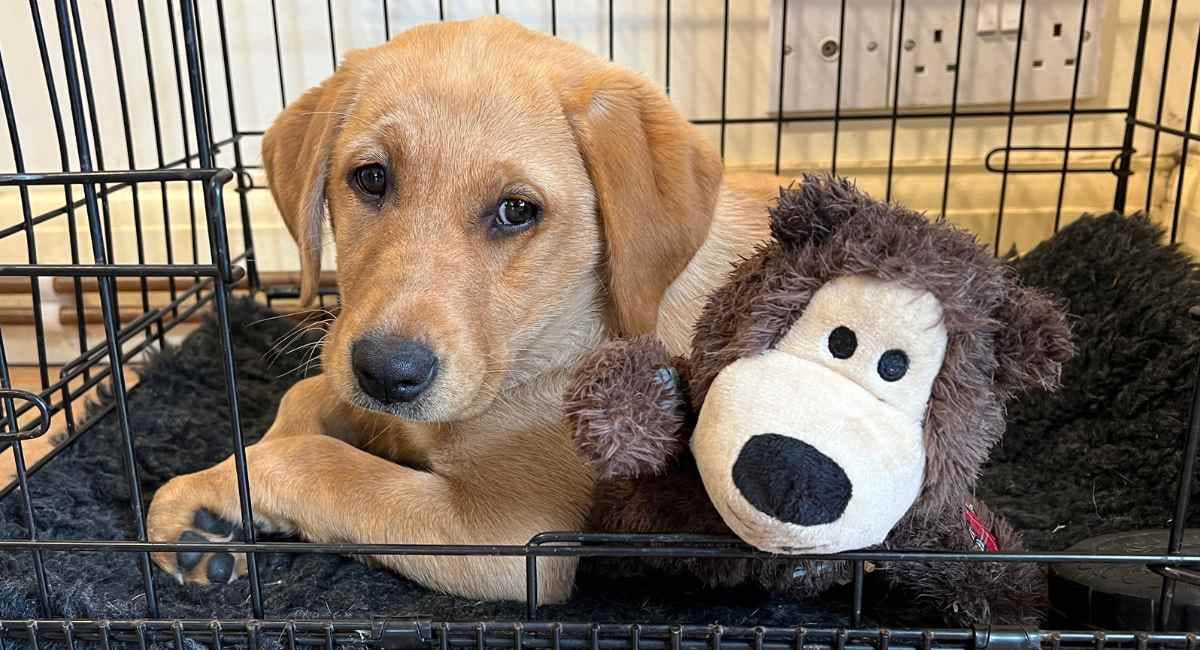 What is the age for starting crate training for puppies
