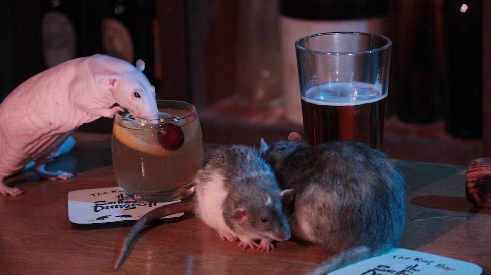 Image of: Inside San Francisco’s Pop-Up Rat Bar