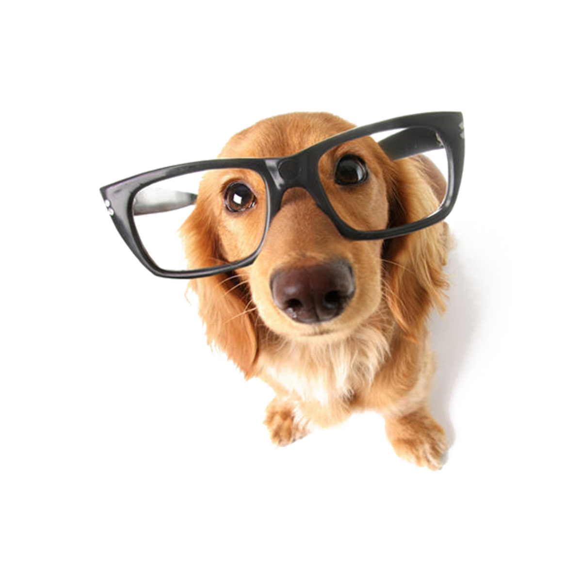 Unleash Your Dog’s Potential with Brain Training for Dogs | by Amelia 
