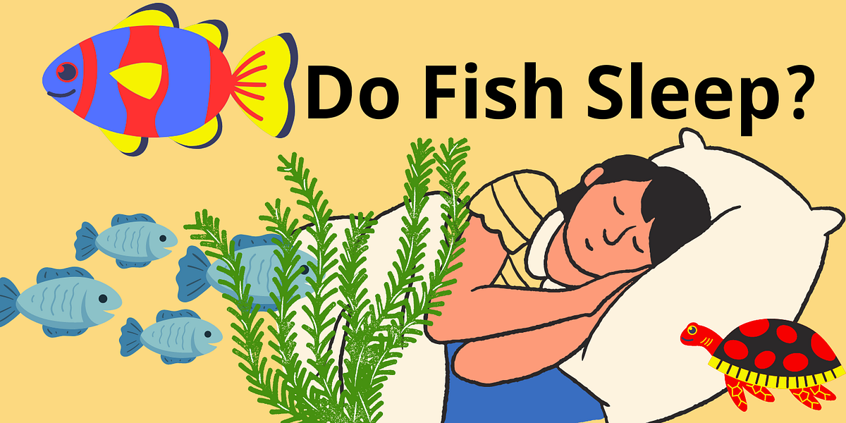 Do Fish Sleep?. As we spend our nights nestled under… by Samson