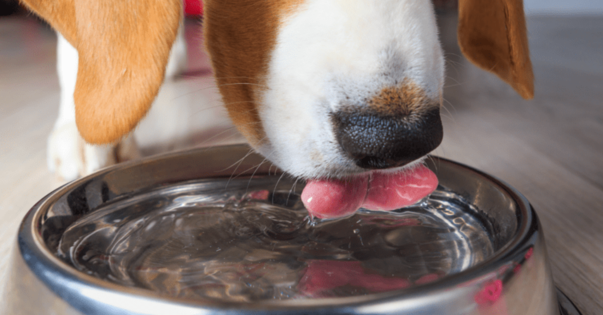 How To Stop Dog From Spilling Water Bowl? by Dogcolab Aug, 2023